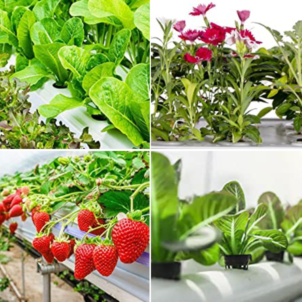 25PCS Hydroponic Pot Net Cup H - đánh giá và giá Smart Garden Plastic Cups