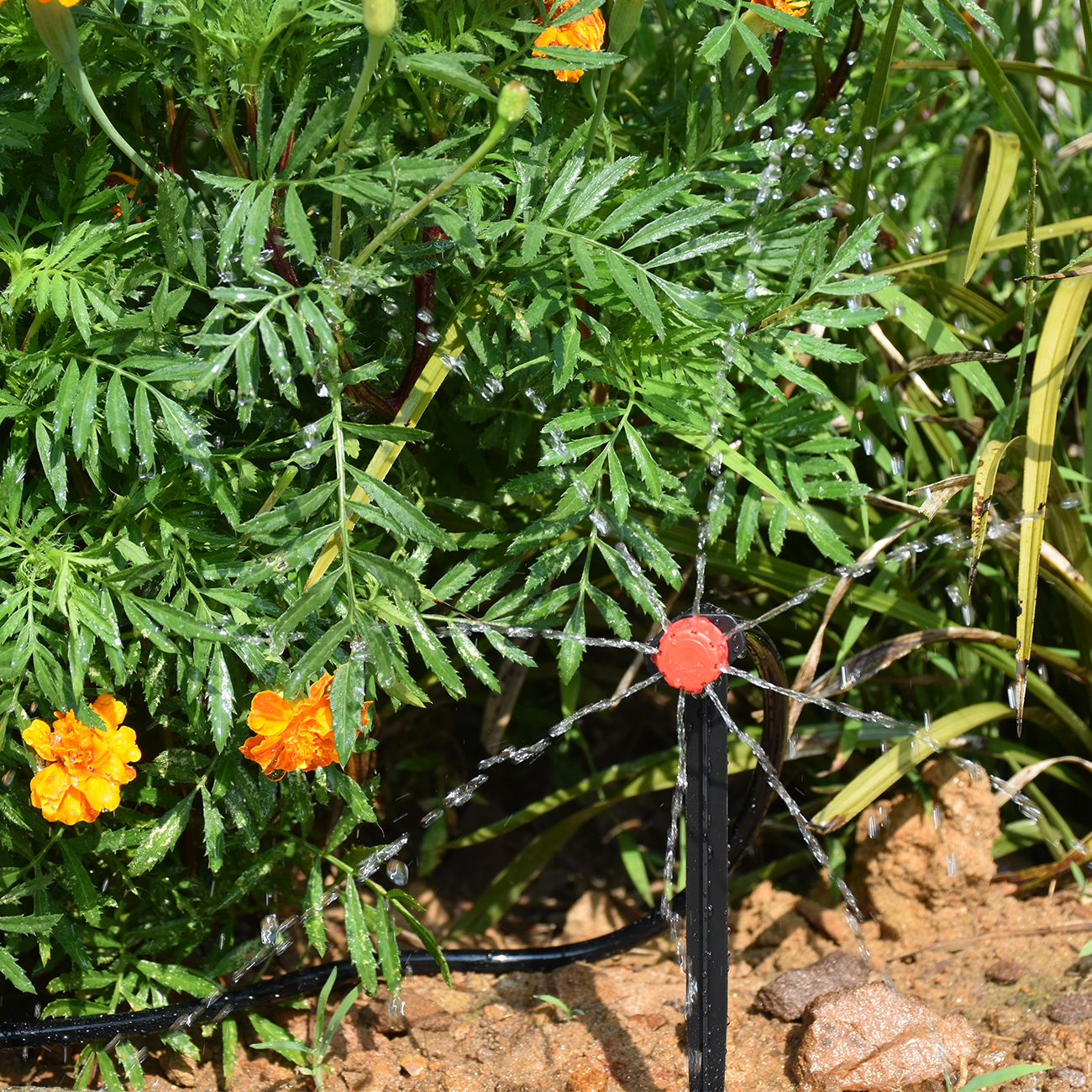 KESLA 5-50M Smart Garden Autom - đánh giá và giá Smart Garden Plastic Cups