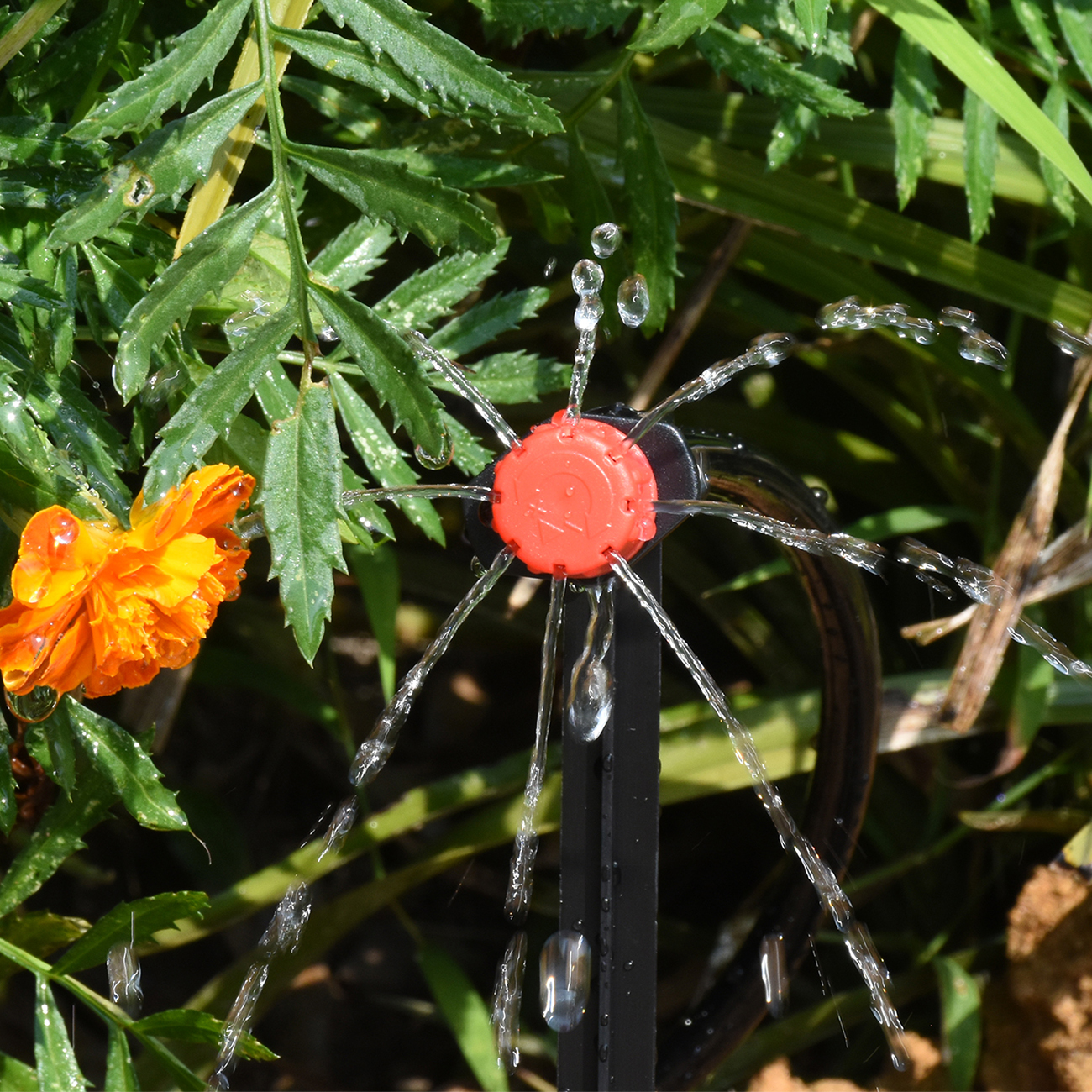 KESLA 5-50M Smart Garden Autom - đánh giá và giá Smart Garden Plastic Cups