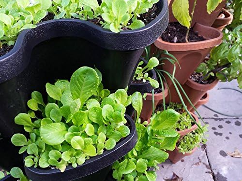 Smart Farm Automatic Self Wate - đánh giá và giá Smart Garden Watering